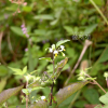 까마중(Solanum nigrum L.) : habal