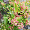 갯까치수염(Lysimachia mauritiana Lam.) : 산들꽃