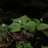 큰연영초(Trillium tschonoskii Maxim.) : 도리뫼