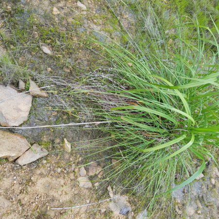 가는비늘사초(Carex suifunensis Kom.) : 산들꽃