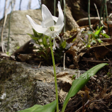 흰얼레지(Erythronium japonicum for. album T.B.Lee) : 통통배