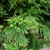삼나무(Cryptomeria japonica (L.f.) D.Don) : 설뫼