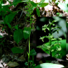 나도잠자리란(Tulotis ussuriensis (Regel & Maack) Hara) : 노루발