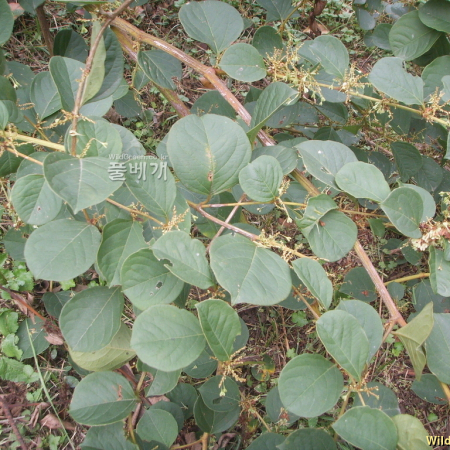 감절대(Reynoutria forbesii (Hance) T.Yamaz.) : 봄까치꽃
