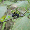 까마중(Solanum nigrum L.) : 塞翁之馬