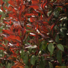홍가시나무(Photinia glabra (Thunb.) Maxim.) : 무심거사