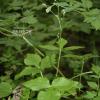 파드득나물(Cryptotaenia japonica Hassk.) : habal