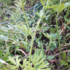 개구리미나리(Ranunculus tachiroei Franch. & Sav.) : 바지랑대