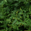 담배풀(Carpesium abrotanoides L.) : 여울목