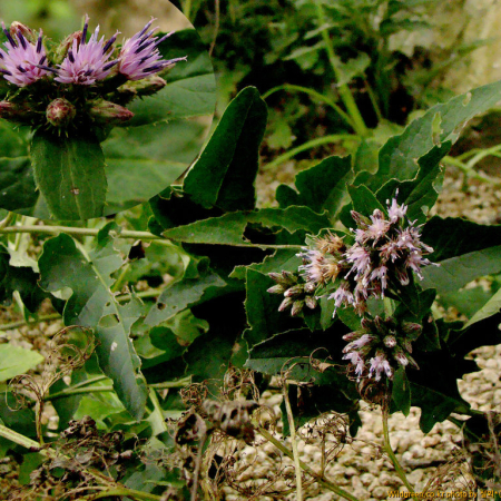 북분취(Saussurea mongolica (Franch.) Franch.) : 설뫼*