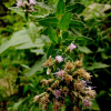 북분취(Saussurea mongolica (Franch.) Franch.) : 설뫼*