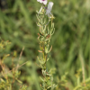 솔잎해란초(Nuttallanthus canadensis (L.) D.A. Sutton) : 산들꽃