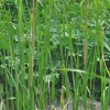 애기부들(Typha angustifolia L.) : 무심거사