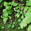 콩팥노루발(Pyrola renifolia Maxim.) : 통통배