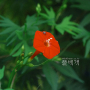새깃유홍초 : 지노
