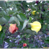 황근(Hibiscus hamabo Siebold & Zucc.) : 통통배