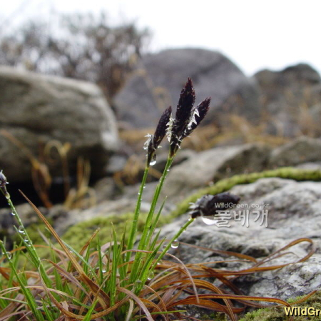 애기감둥사초(Carex gifuensis Franch. var. koreana Nakai) : 통통배