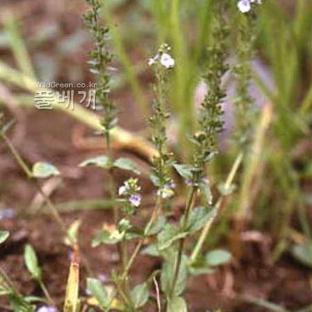 섬꼬리풀(Pseudolysimachion nakaianum (Ohwi) T.Yamaz.) : kplant1