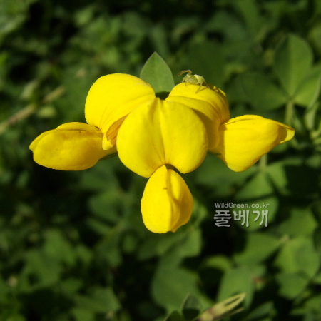 벌노랑이(Lotus corniculatus L. var. japonica Regel) : 塞翁之馬