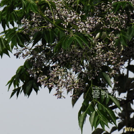 멀구슬나무(Melia azedarach L.) : 통통배