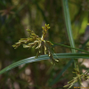 참방동사니(Cyperus iria L.) : 여울목