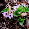고깔제비꽃(Viola rossii Hemsl.) : 설뫼