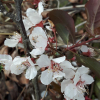 서양자두나무(Prunus domestica L.) : 산들꽃