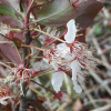 서양자두나무(Prunus domestica L.) : 산들꽃