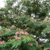자귀나무(Albizia julibrissin Durazz.) : 별꽃