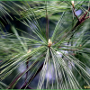 스트로브잣나무(Pinus strobus L.) : 청암