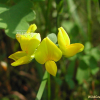 벌노랑이(Lotus corniculatus L. var. japonica Regel) : 벼루