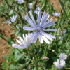 꽃상추(Cichorium endivia L.) : 꽃천사