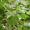 버즘나무(Platanus orientalis L.) : 카르마