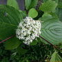 흰말채나무 : 산들꽃