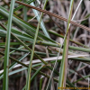 개사탕수수(Saccharum spontaneum L.) : habal