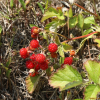멍석딸기(Rubus parvifolius L.) : 별꽃