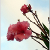 협죽도(Nerium oleander L.) : 무심거사
