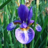 타래붓꽃(Iris lactea var. chinensis (Fisch.) Koidz.) : 塞翁之馬