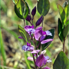 애기풀(Polygala japonica Houtt.) : 산들꽃