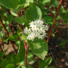 흰말채나무(Cornus alba L.) : 설뫼
