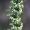 참소리쟁이(Rumex japonicus Houtt.) : 산들꽃