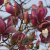자목련(Magnolia liliiflora Desr.) : 塞翁之馬