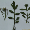 좀냉이(Cardamine parviflora L.) : 산들꽃