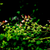 말털이슬(Circaea lutetiana L. subsp. quadrisulcata (Maxim.) Asch. & Magnus) : 현촌