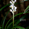 소엽맥문동(Ophiopogon japonicus (L.f.) KerGawl.) : habal