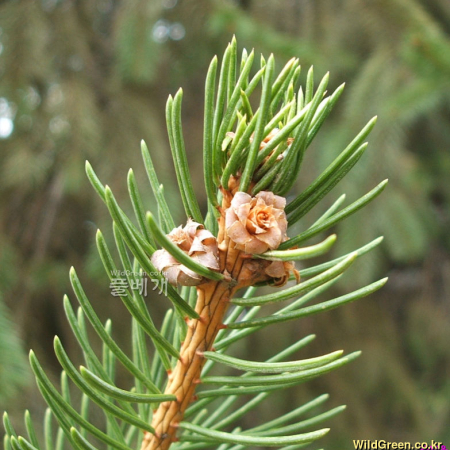 독일가문비(Picea abies (L.) H.Karst.) : 꽃마리