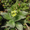 꽃다지(Draba nemorosa L.) : 벼루