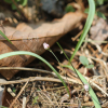 달래(Allium monanthum Maxim.) : 무심거사