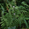 말냉이장구채(Silene noctiflora L.) : 벼루