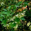 중국단풍(Acer buergerianum Miq.) : 현촌